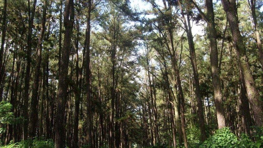 Hutan Pinus II di Kota Banjarbaru © mwahyunz