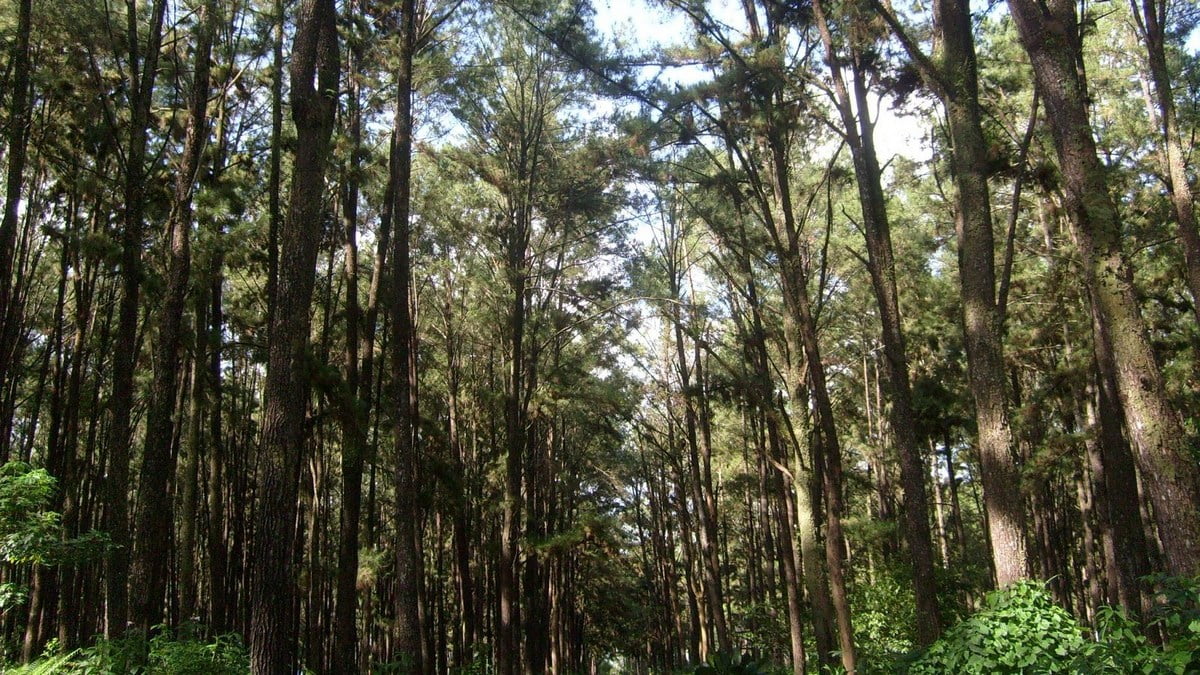 Hutan Pinus II di Kota Banjarbaru © mwahyunz