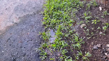 Kebocoran pipa air minum yang tak kunjung diperbaiki. Mungkin menunggu lebih parah.