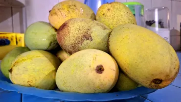 Buah mangga hasil tanaman di depan rumah yang siap didistribusikan. &copy; mwahyunz.id