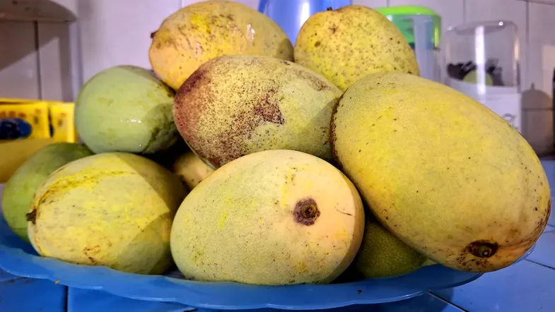 Buah mangga hasil tanaman di depan rumah yang siap didistribusikan. © mwahyunz.id